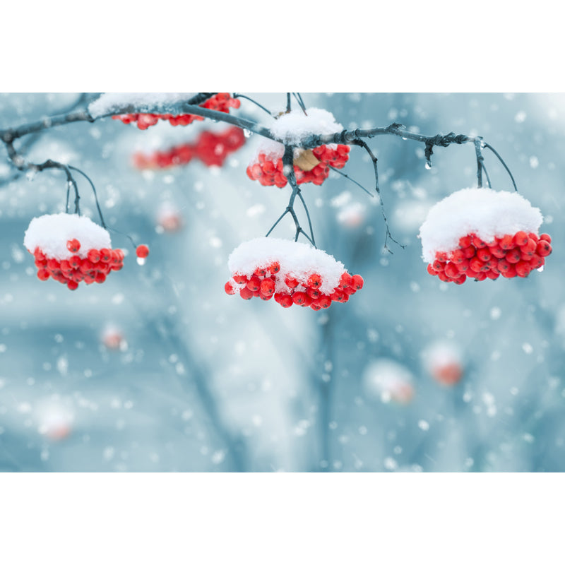 Blue-Red Modern Wallpaper Mural Whole Cherry-Like Fruit Covered with Snow Wall Decor for Home Clearhalo 'Wall Decor' 'Wall Mural' 1502127
