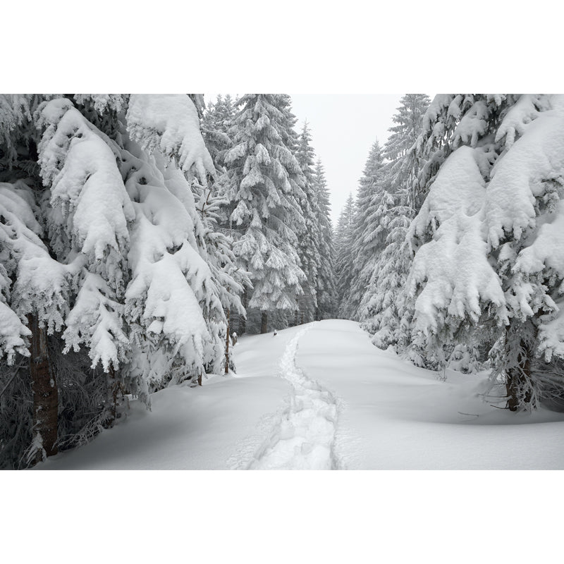 Smooth Whole White Mural Modern Road Across Snowy Cypress Wall Covering, Custom Size Clearhalo 'Wall Decor' 'Wall Mural' 1502177