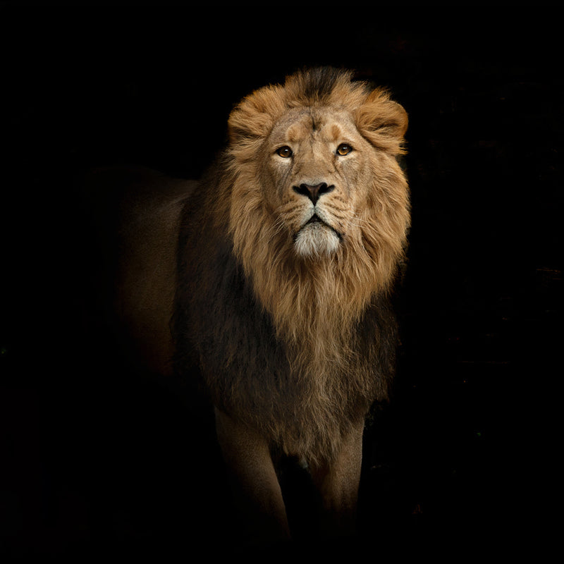 Cool Lion in Darkness Mural Wallpaper for Living Room, Brown, Custom Size Available Clearhalo 'Wall Decor' 'Wall Mural' 1508348