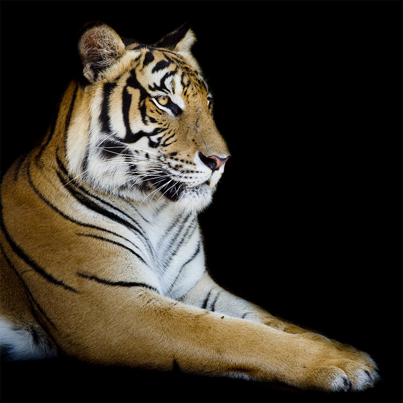 Contemporary Tame Tiger Mural Decal Black Dining Room Wall Covering, Personalized Clearhalo 'Wall Decor' 'Wall Mural' 1617665