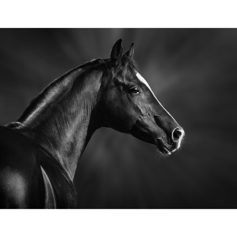 Whole Smart Steed Mural Wallpaper for Wall Decor Contemporary Boys Room Wall Art Clearhalo 'Wall Decor' 'Wall Mural' 1647607