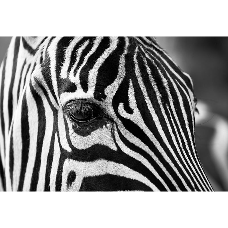 Modern Zebra Wall Mural Non-Woven Water-Proof Light Color Wall Art for Boys Bedroom Clearhalo 'Wall Decor' 'Wall Mural' 1647652