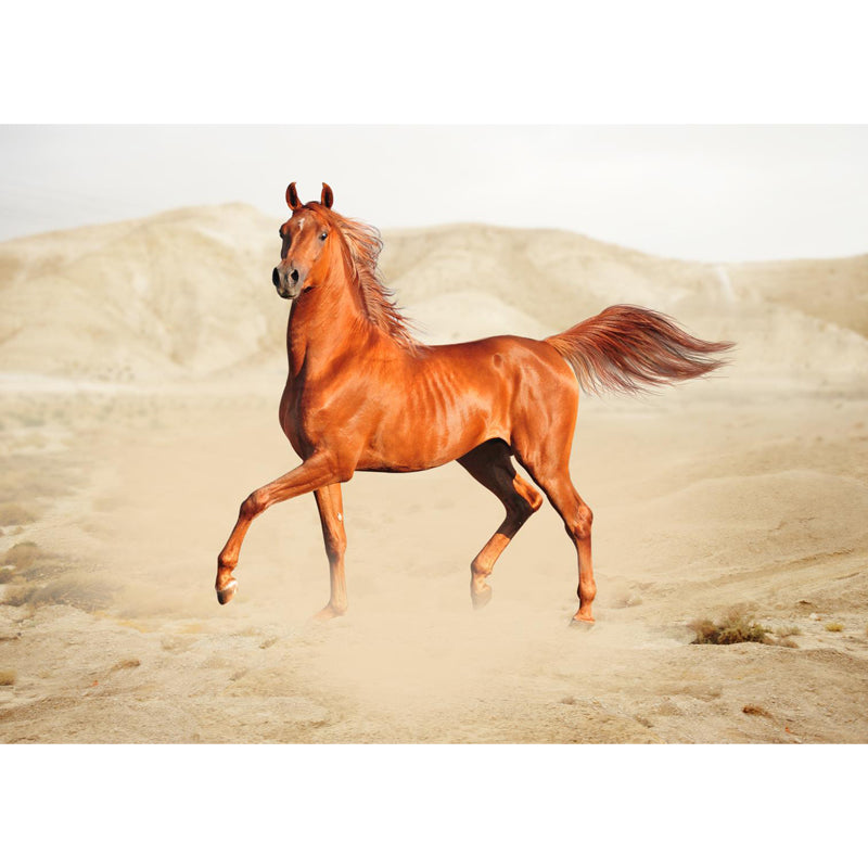 Modern Horse Wall Mural Non-Woven Stain Resistant Dark Color Wall Covering for Room Clearhalo 'Wall Decor' 'Wall Mural' 1757510
